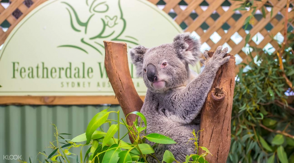 Featherdale Koala Wildlife