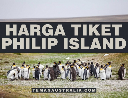 Biaya Tiket Wisata Koala Maru dan Penguin Parade