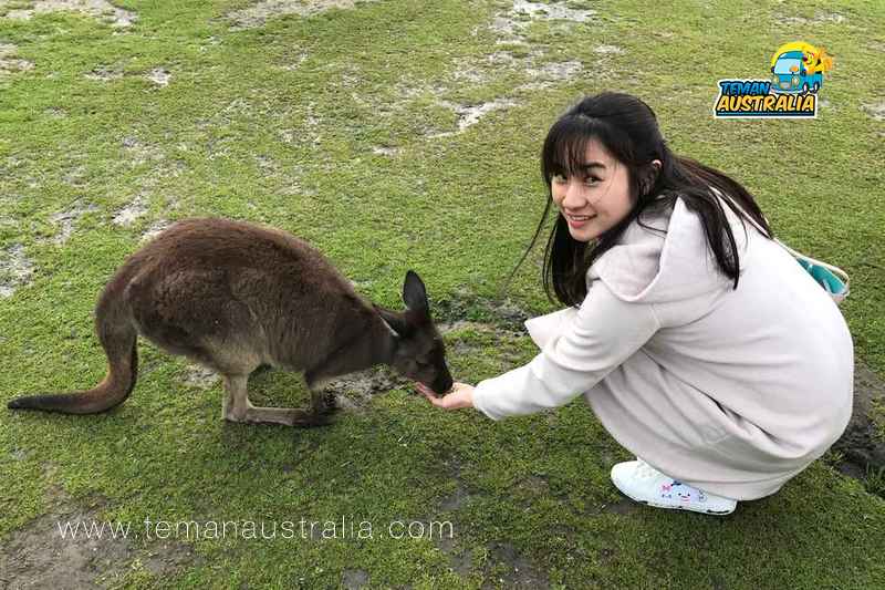 Bermain Bersama Kanguru di Koala Maru